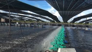 Tin Tức 24h: Cà Mau đẩy mạnh nuôi tôm công nghệ cao