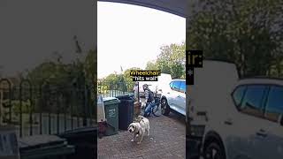 Homeowner Has Unexpected Wheelchair Accident!