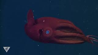 The Vampire Squid: Not Quite Dracula