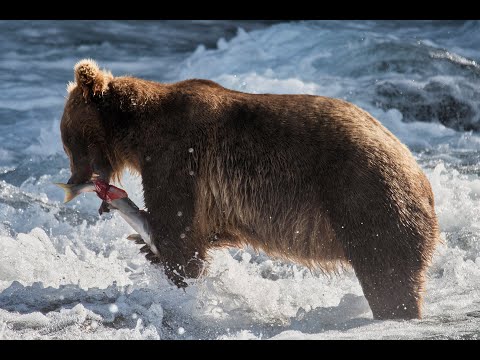 Vídeo: Katmai National Park and Preserve: o guia completo