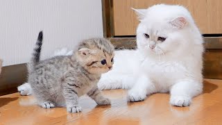 The kitten 😍 approaching the daddy cat 🐱  to play with him was so cute. by Gaming fun 432 views 1 month ago 3 minutes, 12 seconds