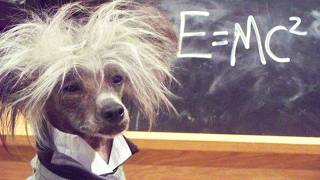 Animals Acting Smarter Than Humans 😲 Funniest Smart Animal Moments