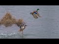 PARLAMA ÖRDEK AVI. ÖRDEKLER SUYA DALDI! DUBLE VURUŞLU ÖRDEK AVI 2021. Duck Hunting/Охота на уток.