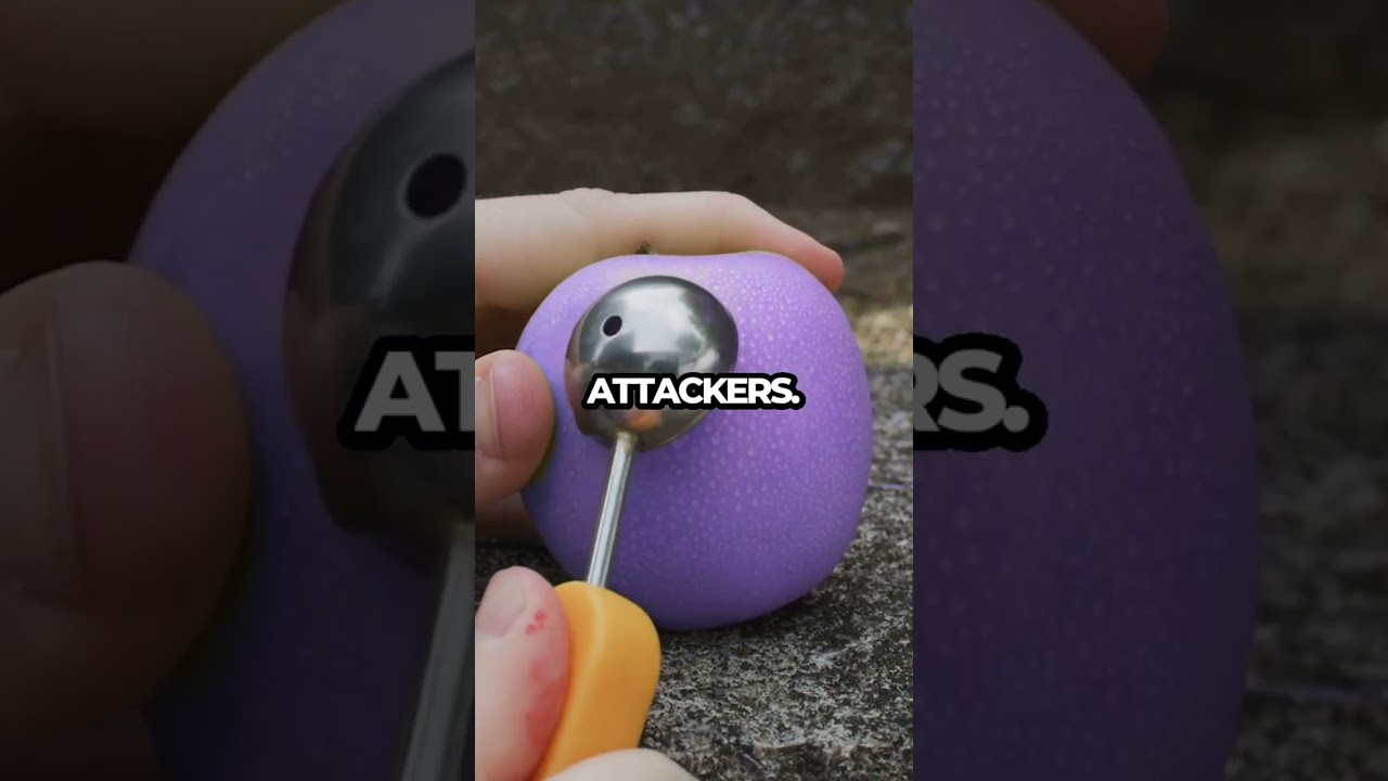 Sea Cucumbers: The Ocean's Wildest Defense Mechanism! 