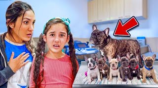 We Noticed our Dog Bambi Acting Weird… *PREGNANT*