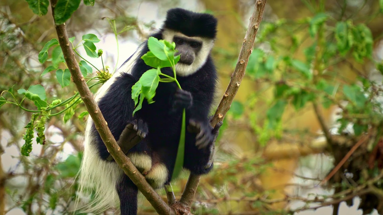 Eastern black-and-white colobus (Colobus guereza) in Naivasha, wildlife photography in Kenya