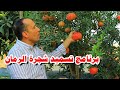 انتبه افضل برنامج تسميد للحصول على أعلى انتاج من الرمان وأحجام كبيرة وصفات تسويقية ممتازة 