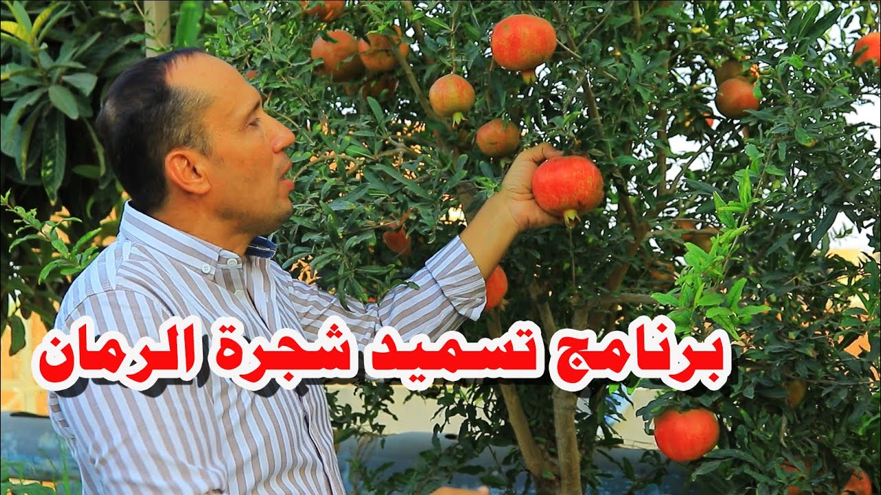 انتبه افضل برنامج تسميد للحصول على أعلى انتاج من الرمان وأحجام كبيرة وصفات تسويقية ممتازة