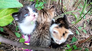 【猫家族】茂みの中で大雨を耐え抜いた子猫達、みんな元気に成長中