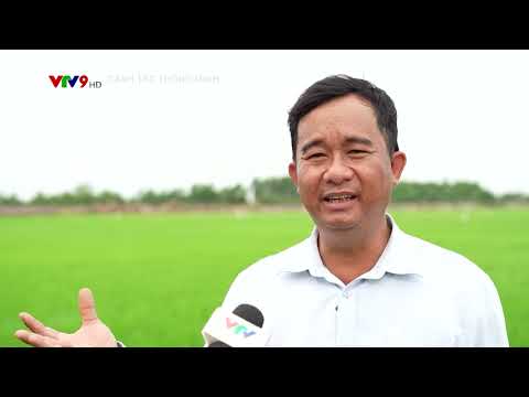 Canh Tác Thông Minh | Lưu Ý Các Dịch Hại Nguy Hiểm Trên Trà Lúa Đông Xuân Muộn 🌾
