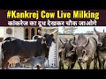 👌 Black Kapila || Kankrej cow || Live Milking Video || बाल्टी भरकर दूध | 👍