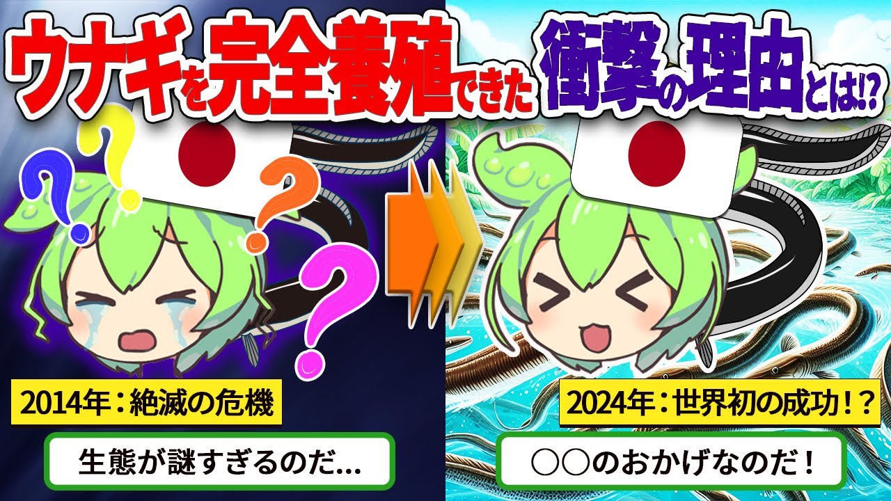日本がうなぎの完全養殖ついに成功！？その険しい道のりとは？【ずんだもん ゆっくり解説】