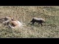 #cheetah makes a kill to feed the cubs | Banok Safaris