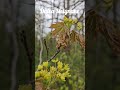 Žiedai #reels #nature #coldseason #flowers #shortvideos #garden #tree #spring #travel #love