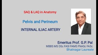 2. Internal Iliac Artery