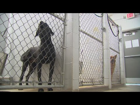 Human Society sounding alarm on abandoned, neglected animals in Texas heat