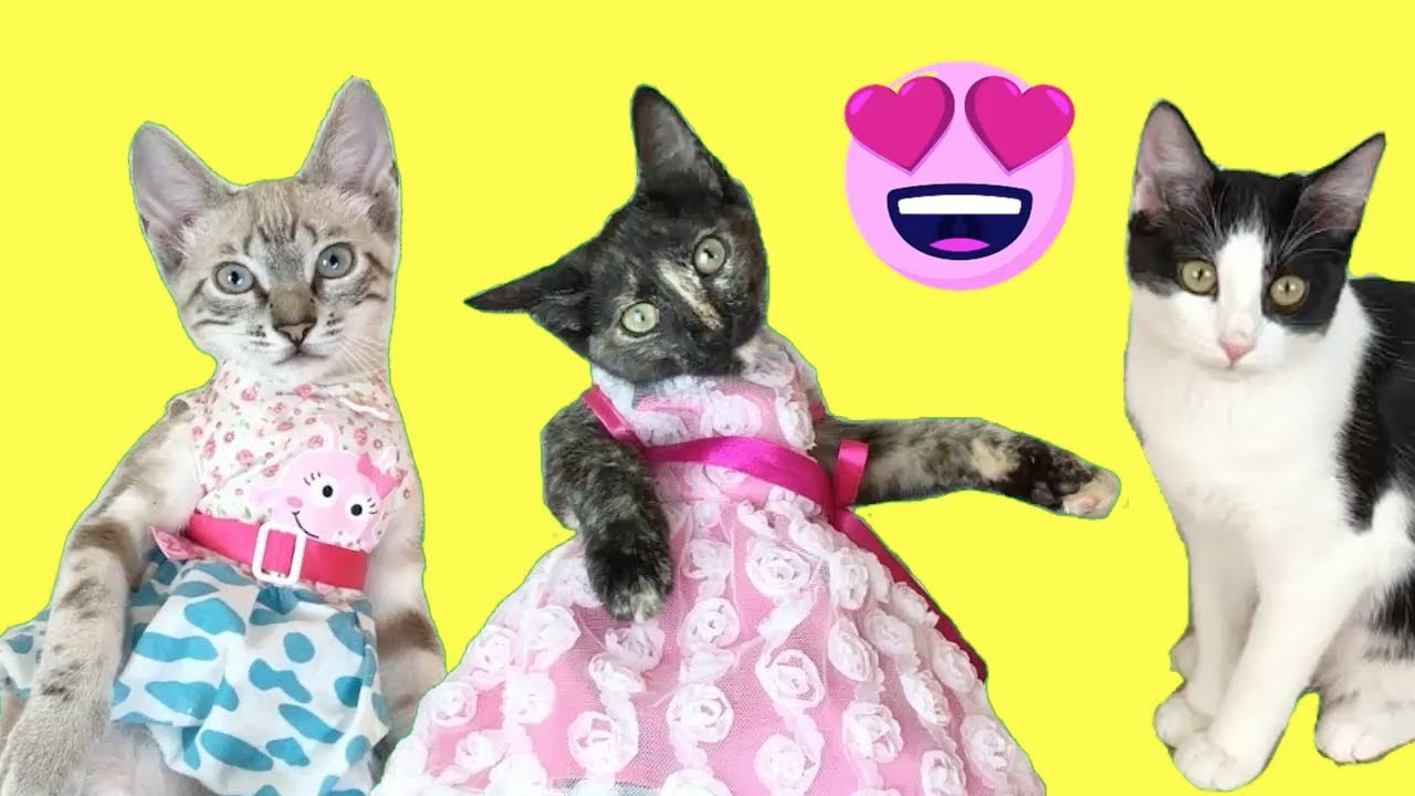 gatitas estrenan vestidos con mis gatos graciosos Luna y Estrella / de - YouTube