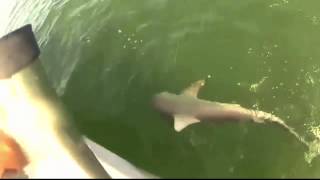 Grouper eats 4ft shark in one bite full hd
