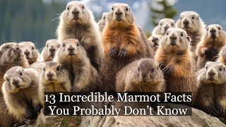 13 Incredible Marmot Facts You Probably Don't Know