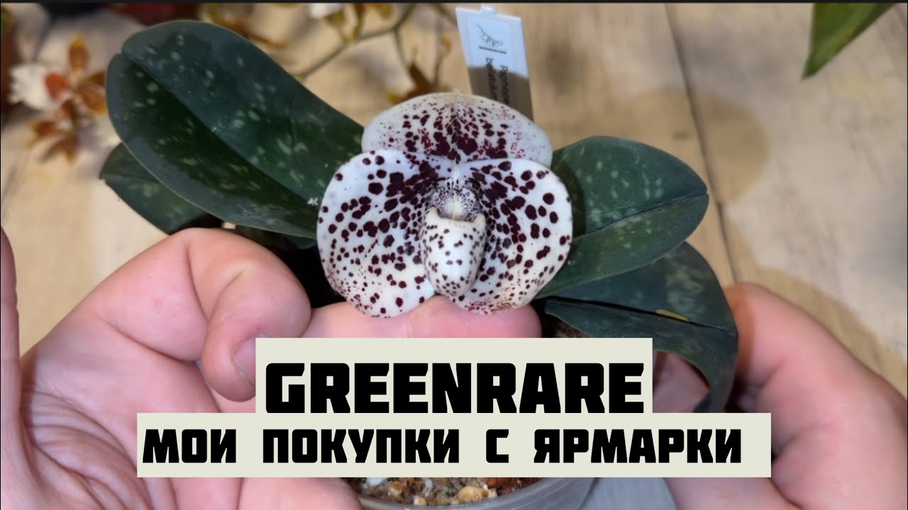 Что я купил на ярмарке в Greenrare || Великолепие орхидей || Подарок для моих подписчиков ❤️‍🔥
