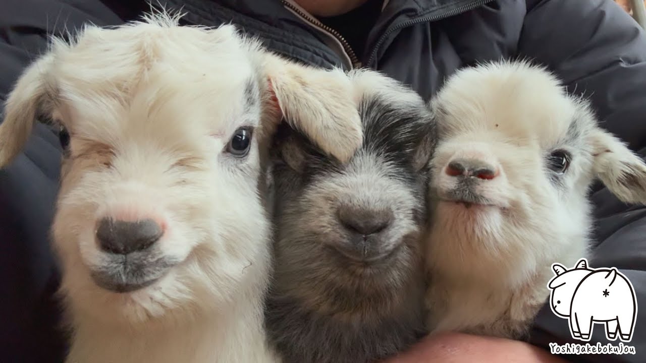 【生後11時間】可愛い×3　もう可愛いとしか言葉が出ません　2025年2月20日　手作りヤギ牧場 吉がけ牧場  #animals