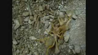 Camel Spider Vs Camel Spider Solifugos