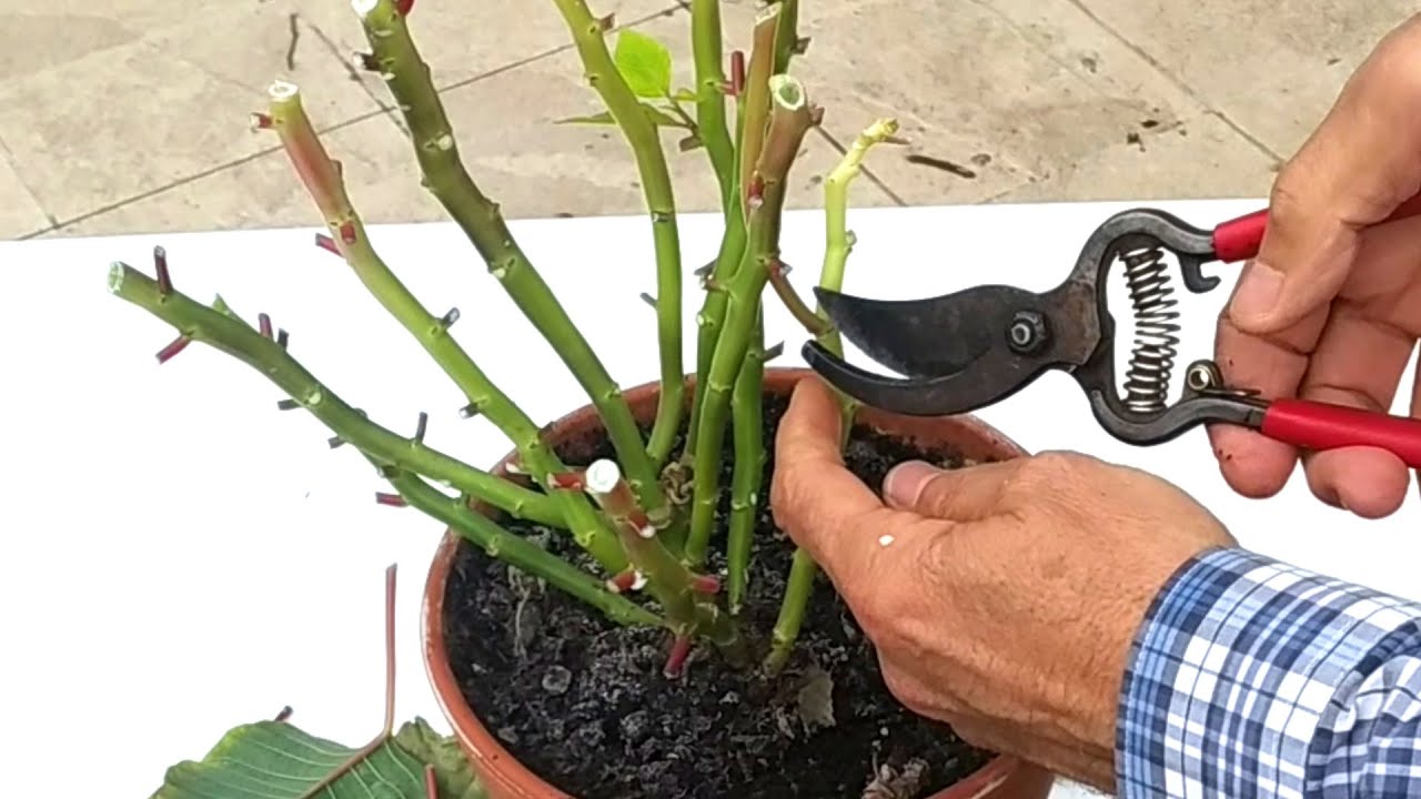 Cómo podar la FLOR DE PASCUA