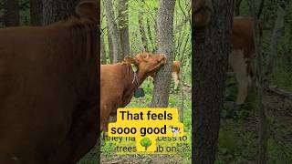 Why are cows in a hurry?