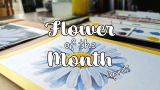 Painting an April Daisy in watercolour 🌼 (flower of the month series)