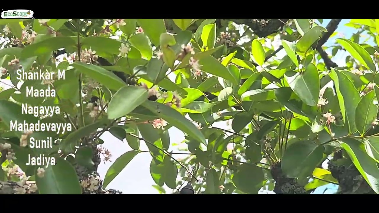 Pink Clouds of the Forest: Lagerstroemia parviflora (Chennangi Mara) in Full Bloom! 🌸