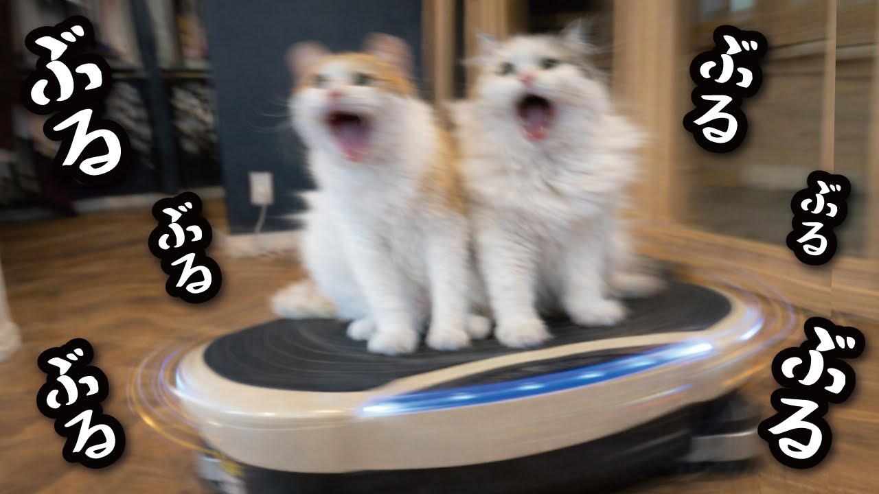 We had some exercise-deprived cats ride on a vibrating machine