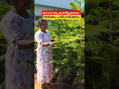 നിങ്ങൾ പറ 🤷‍♀️ഏതാണ് ദേവദാരു 🌿🤷‍♀️ ശരിയായ ദേവദാരു #shortsviral #shortsfeed #shorts #shortsyoutube