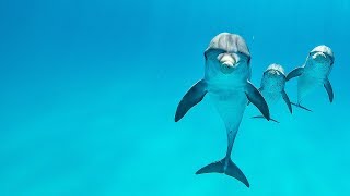 Dolphin Tales - 1/19 - Stillness of my Heart, Hanging Out with the Wild Dolphins