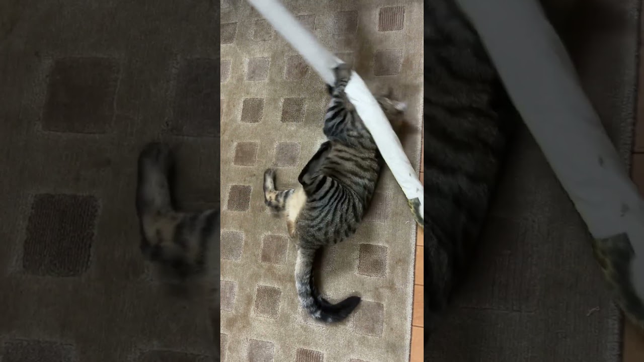 大蛇と闘うトラジ!大好き遊びアイテムの巻 #猫 #cat #猫のいる暮らし