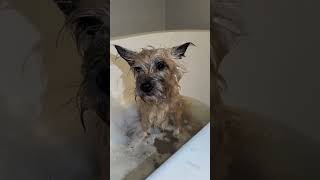 Cairn Terrier bathtime pampering #shorts