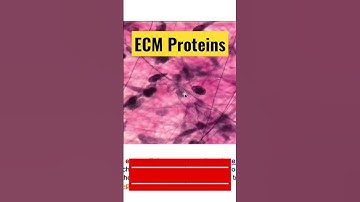 The Extracellular Matrix: The Hidden Secret to Life