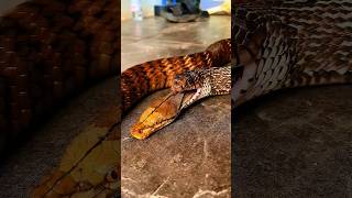 The Lonely Life of the King Cobra 🐍👑