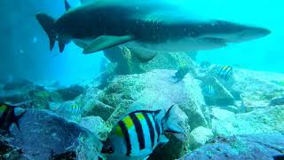 Adventures at Fish Rock 322 - Sergeant Majors and Painted Crayfish