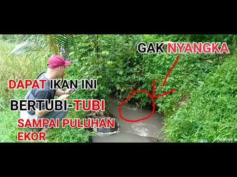 mancing-di-spot-tersembunyi-di-lombok,-dapat-puluhan-ikan-lele