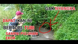 MANCING di spot tersembunyi di lombok, dapat puluhan ikan lele screenshot 2