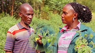 Okuwakubasa Kuhinga Entuntu - Farming with Joana | OKWABASIZE KUHINGA ENTUNTU AKIHAMU ENTASA