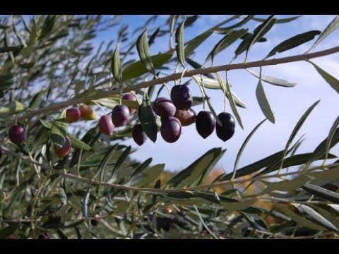 الز يتونة علي الرياحي  