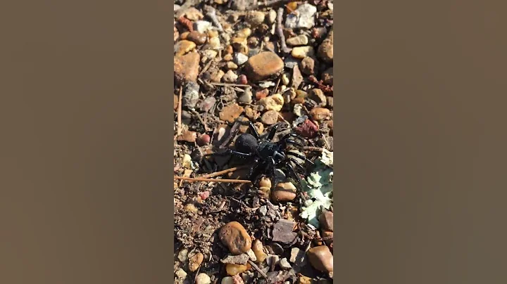 Funnel Web Spider - Mississippi
