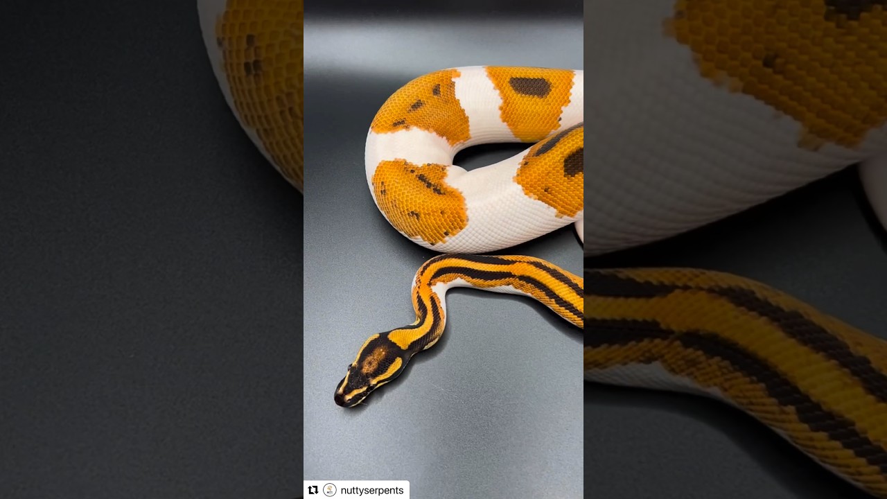 Orange Dream 🍊🧡 Ball Pythons 