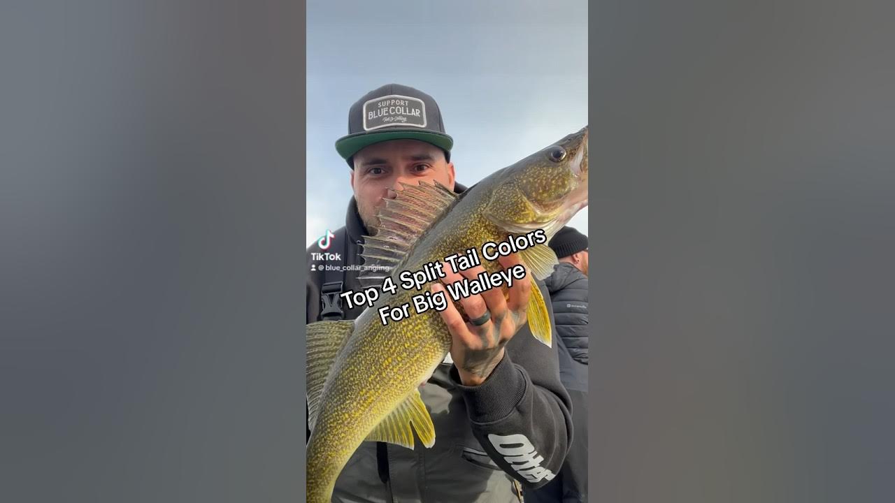 Top 4 split tail Color's for big walleye. #top #4k #colors #walleye #fishing  #outdoors 