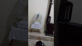 Küfürbaz Çapkın iş başında