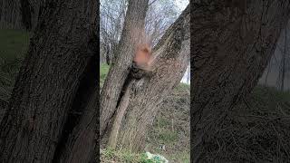 Hatsan Piledriver 51cal #hatsanpiledriver