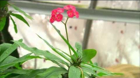 You at the Zoo - Plant Adaptations