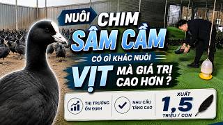 Nuôi Chim Sâm Cầm Có Gì Khác Nuôi Vịt Mà Giá Trị Cao Hơn ? Khi Xuất Bán 1,5 Triệu/Con