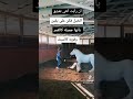 بنت ترقص معا الخيل 